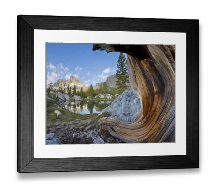 Framed Print : USA, California, Inyo National Forest. Old pine and tarn next to Garnet Lake. Credit as