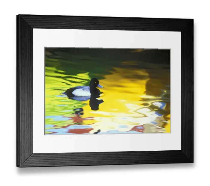 Framed Print : USA, California, Coronado. Lesser scaup drake in colorful water reflections. Credit as