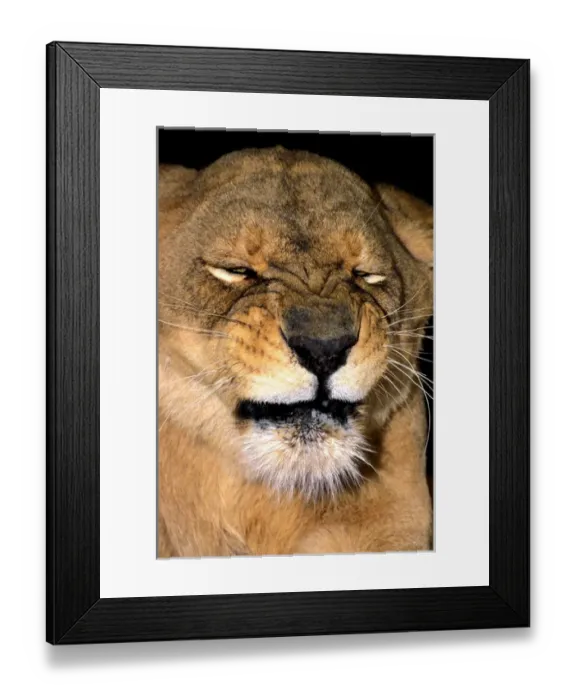 Framed Print : USA, California, Los Angeles County. African lioness adult grimacing at Wildlife Waystation