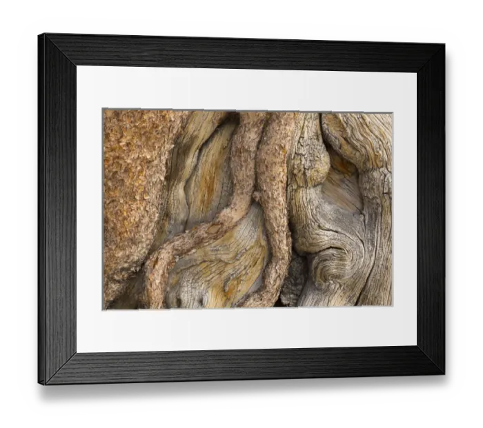 Framed Print : USA, California, Inyo National Forest. Close-up of gnarled pine tree trunk. Credit as Framed Print : USA, California, Inyo National Forest. Close-up of gnarled pine tree trunk. Credit as
