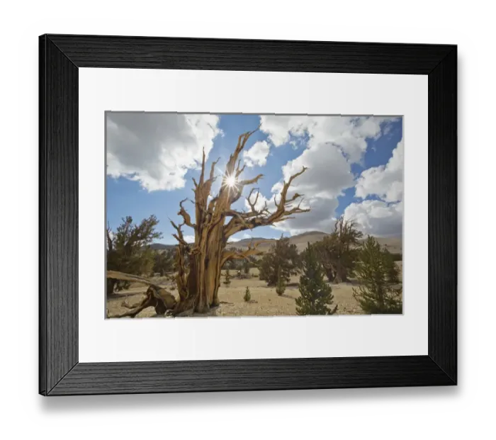 Framed Print : USA, California, Inyo National Forest. Scenic in Ancient Bristlecone Pine Forest