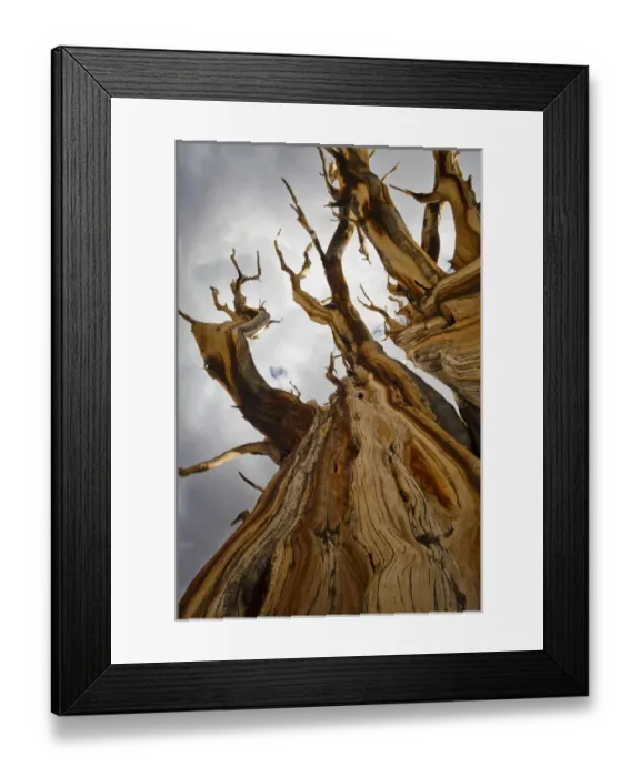 Framed Print : USA, California, Inyo National Forest. Close-up of tree in Ancient Bristlecone Pine Forest