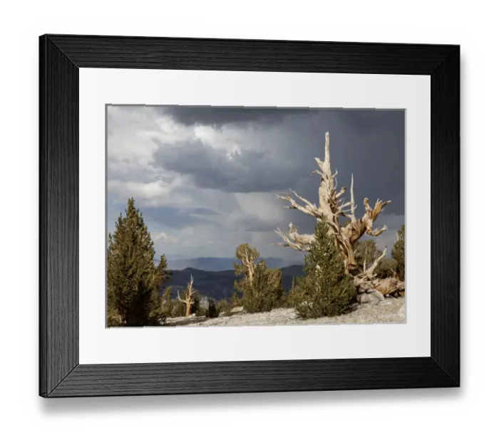 Framed Print : USA, California, Inyo National Forest. Scenic in Ancient Bristlecone Pine Forest Framed Print : USA, California, Inyo National Forest. Scenic in Ancient Bristlecone Pine Forest