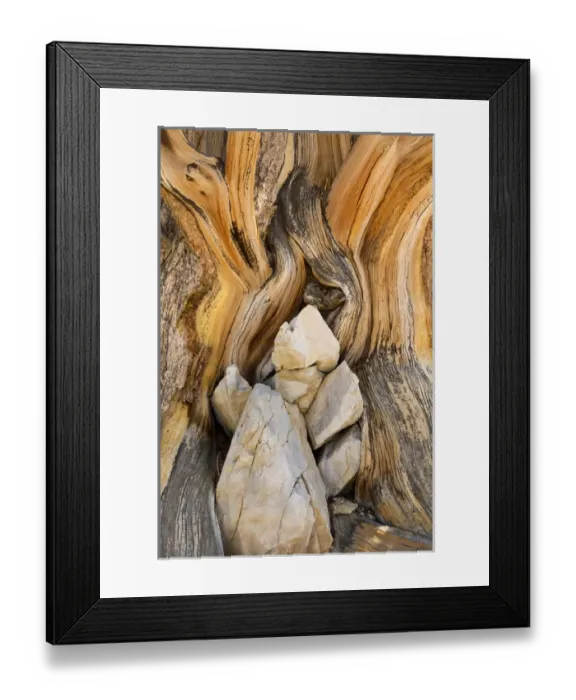 Framed Print : USA, California, Inyo National Forest. Close-up of patterns in bristlecone pine wood Framed Print : USA, California, Inyo National Forest. Close-up of patterns in bristlecone pine wood