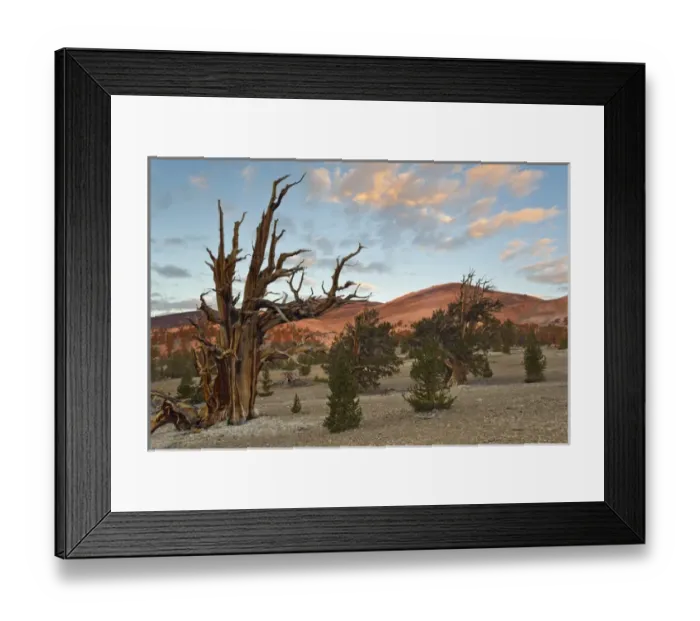 Framed Print : USA, California, Inyo National Forest. Scenic in Ancient Bristlecone Pine Forest Framed Print : USA, California, Inyo National Forest. Scenic in Ancient Bristlecone Pine Forest