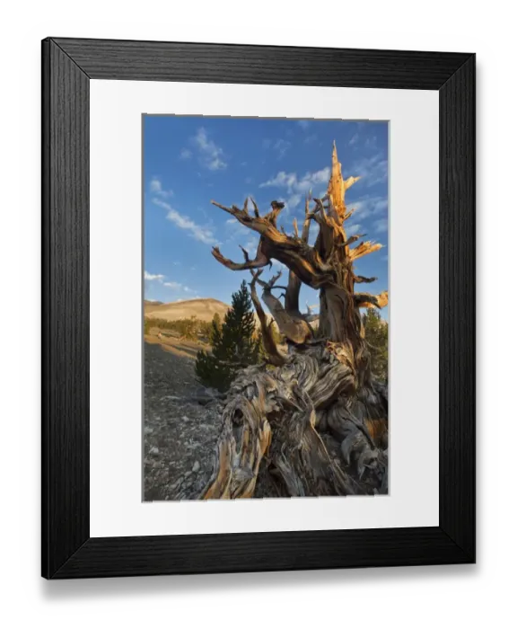 Framed Print : USA, California, Inyo National Forest. Close-up of tree in Ancient Bristlecone Pine Forest Framed Print : USA, California, Inyo National Forest. Close-up of tree in Ancient Bristlecone Pine Forest