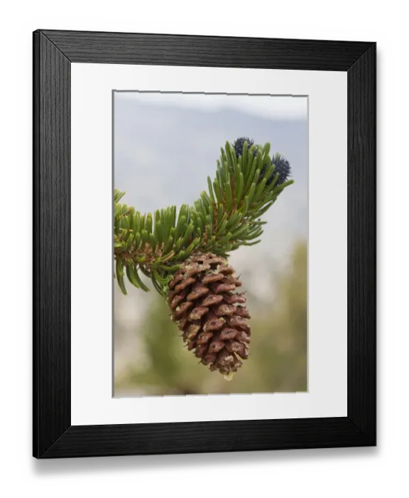 Framed Print : USA, California, Inyo National Forest. Close-up of bristlecone tree pine cone. Credit as Framed Print : USA, California, Inyo National Forest. Close-up of bristlecone tree pine cone. Credit as