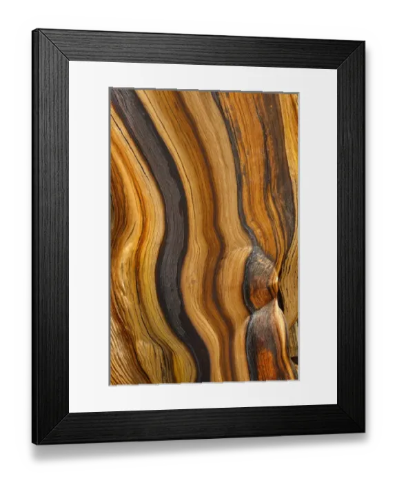 Framed Print : USA, California, Inyo National Forest. Patterns in bristlecone pine wood. Credit as