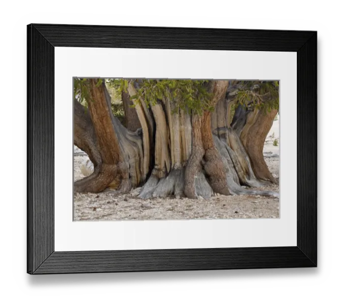 Framed Print : USA, California, Inyo National Forest. Close-up of The Patriarch Tree in Ancient Framed Print : USA, California, Inyo National Forest. Close-up of The Patriarch Tree in Ancient