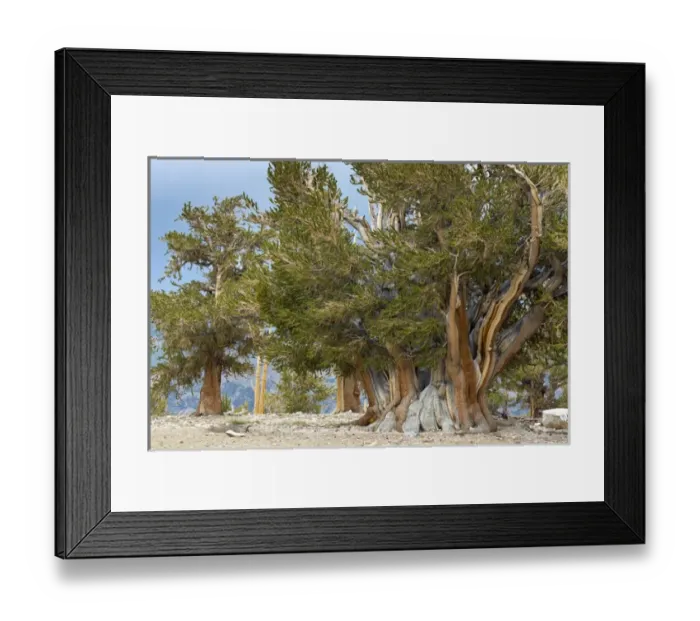 Framed Print : USA, California, Inyo National Forest. Overview of The Patriarch Tree in Ancient Framed Print : USA, California, Inyo National Forest. Overview of The Patriarch Tree in Ancient