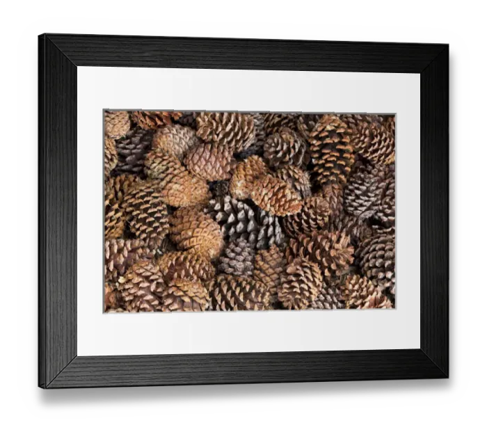 Framed Print : USA, California, Inyo National Forest. Close-up of bristlecone tree pine cones. Credit as