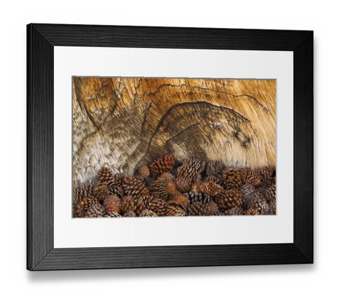Framed Print : USA, California, Inyo National Forest. Bristlecone pine cones at base of bristlecone pine tree
