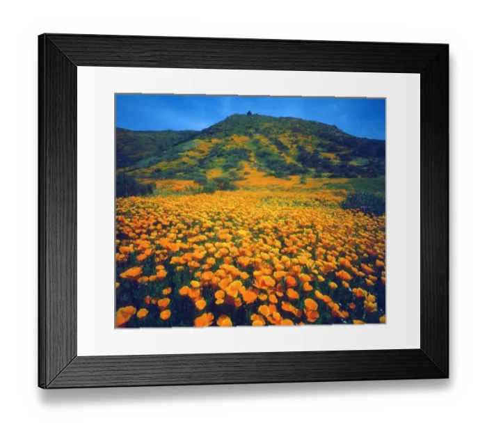 Framed Print : USA, California, Lake Elsinore. California poppies covering a hillside Framed Print : USA, California, Lake Elsinore. California poppies covering a hillside