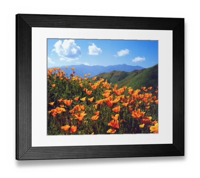 Framed Print : USA, California, Lake Elsinore. California poppies covering a hillside Framed Print : USA, California, Lake Elsinore. California poppies covering a hillside