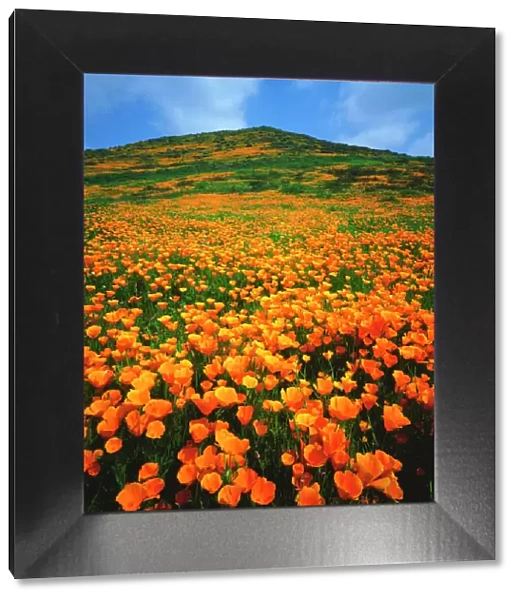 USA, California, Lake Elsinore. California poppies covering a hillside
