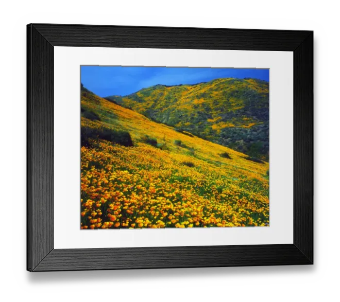 Framed Print : USA; California; Lake Elsinore; California poppies covering a hillside Framed Print : USA; California; Lake Elsinore; California poppies covering a hillside