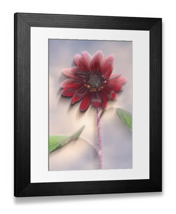 Framed Print : USA, California, San Diego. Hybrid sunflower blowing in the wind at sunset