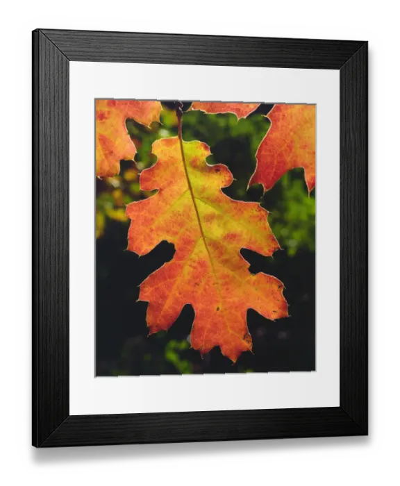 Framed Print : USA, California, An Oak Leaf in Six Rivers National Forrest Framed Print : USA, California, An Oak Leaf in Six Rivers National Forrest