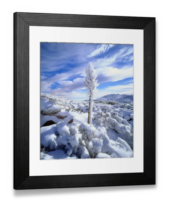Framed Print : USA, California, A snow covererd yucca in Anza Borrego Desert State Park, CA Framed Print : USA, California, A snow covererd yucca in Anza Borrego Desert State Park, CA