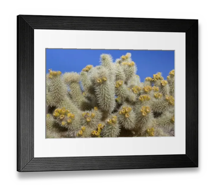 Framed Print : USA, California, Joshua Tree National Park. Close-up of cholla cactus. Credit as Framed Print : USA, California, Joshua Tree National Park. Close-up of cholla cactus. Credit as