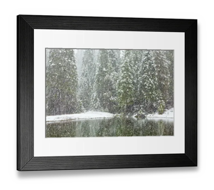 Framed Print : USA, California, Oakhurst. Fir trees reflect in pond in snowfall Framed Print : USA, California, Oakhurst. Fir trees reflect in pond in snowfall