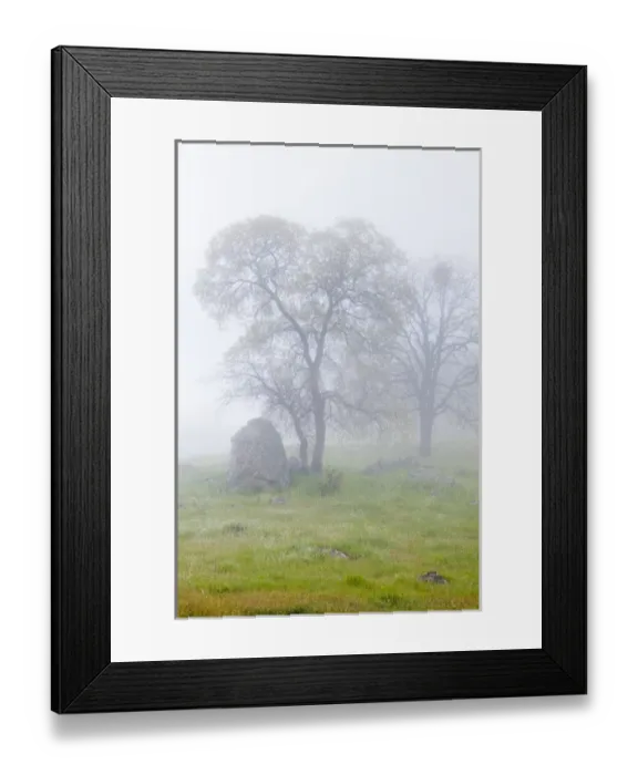 Framed Print : USA, California, Bullion Mountain. Oak trees in fog Framed Print : USA, California, Bullion Mountain. Oak trees in fog