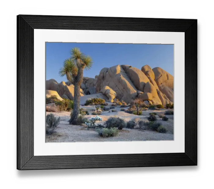 Framed Print : USA, California, Joshua Tree National Park. Joshua tree and boulder formation at sunset Framed Print : USA, California, Joshua Tree National Park. Joshua tree and boulder formation at sunset