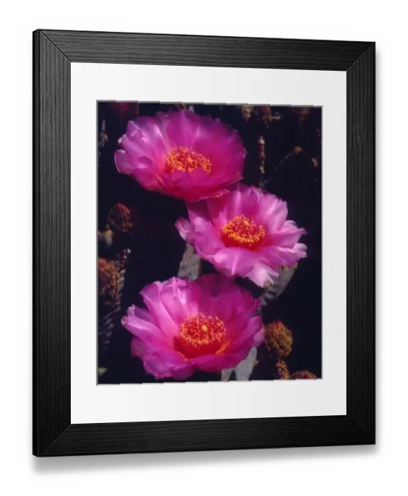 Framed Print : USA; California; Anza Borrego Desert State Park; Beavertail Cactus Flowers Framed Print : USA; California; Anza Borrego Desert State Park; Beavertail Cactus Flowers