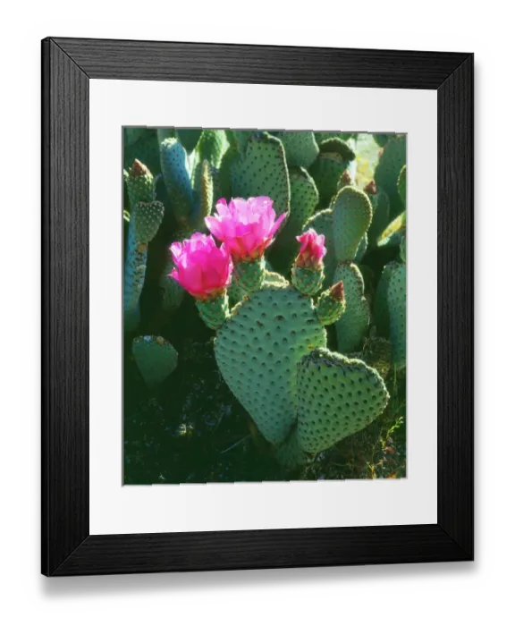 Framed Print : USA; California; San Diego. Beavertail Cactus Flowers in Anza Borrego Desert State Park