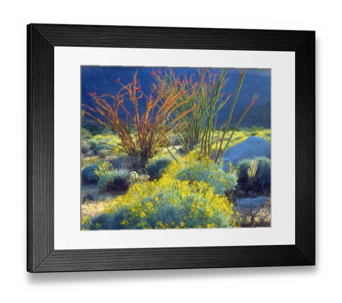 Framed Print : USA, California, Blooming Ocotillo in Anza Borrego Desert State Park, Ca Framed Print : USA, California, Blooming Ocotillo in Anza Borrego Desert State Park, Ca