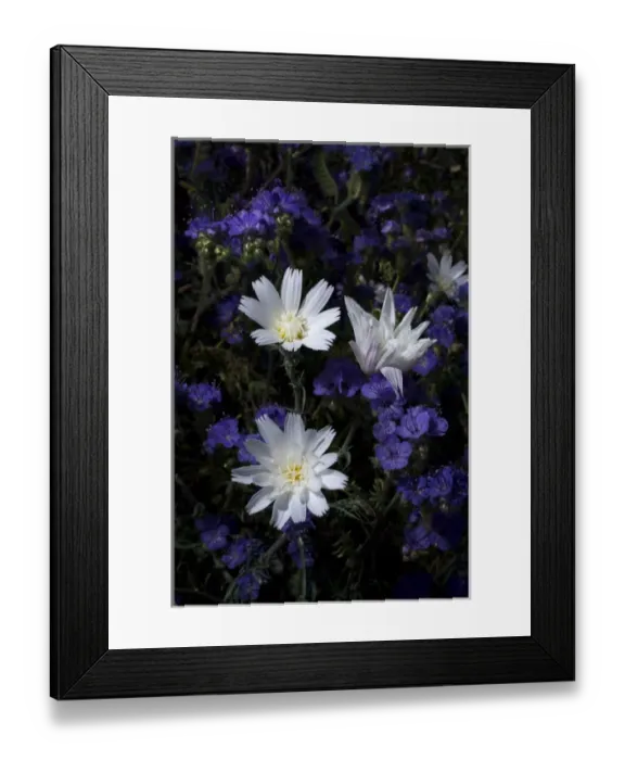 Framed Print : USA; California; San Diego. AChicory and Phacelia Wildflowers in Anza Borrego Desert Framed Print : USA; California; San Diego. AChicory and Phacelia Wildflowers in Anza Borrego Desert