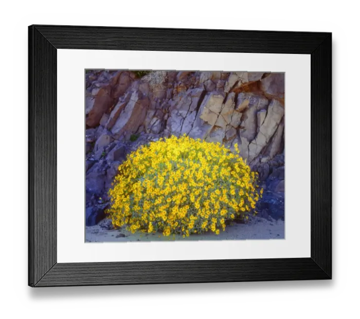 Framed Print : USA; California; Brittlebush wildflowers in Anza Borrego Desert State Park