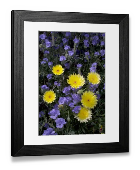 Framed Print : USA; California; San Diego. ADesert Dandelion and Phacelia Wildflowers in Anza Borrego