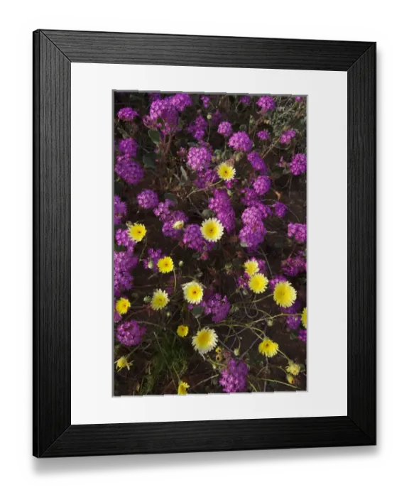 Framed Print : USA; California; San Diego. ADesert Dandelion and Sand Verbena Wildflowers in Anza Framed Print : USA; California; San Diego. ADesert Dandelion and Sand Verbena Wildflowers in Anza