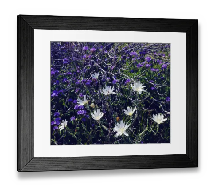Framed Print : USA; California; San Diego. A Chicory and Phacelia wildflowers in Anza Borrego Desert
