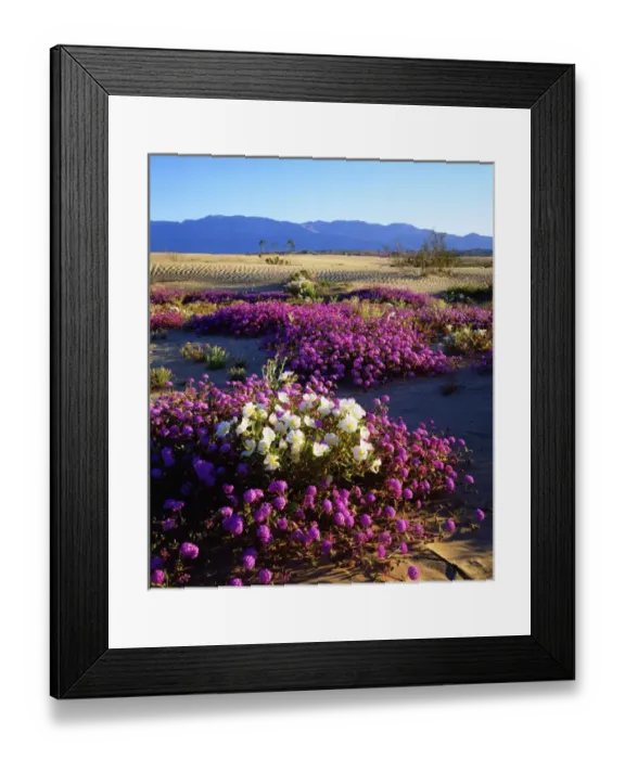Framed Print : USA; California; San Diego. ADesert Poppy Wildflowers in Anza Borrego Desert State Park