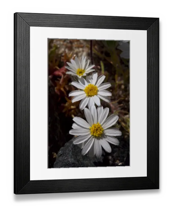 Framed Print : USA; California; San Diego. ADesert Star Wildflowers in Anza Borrego Desert State Park Framed Print : USA; California; San Diego. ADesert Star Wildflowers in Anza Borrego Desert State Park