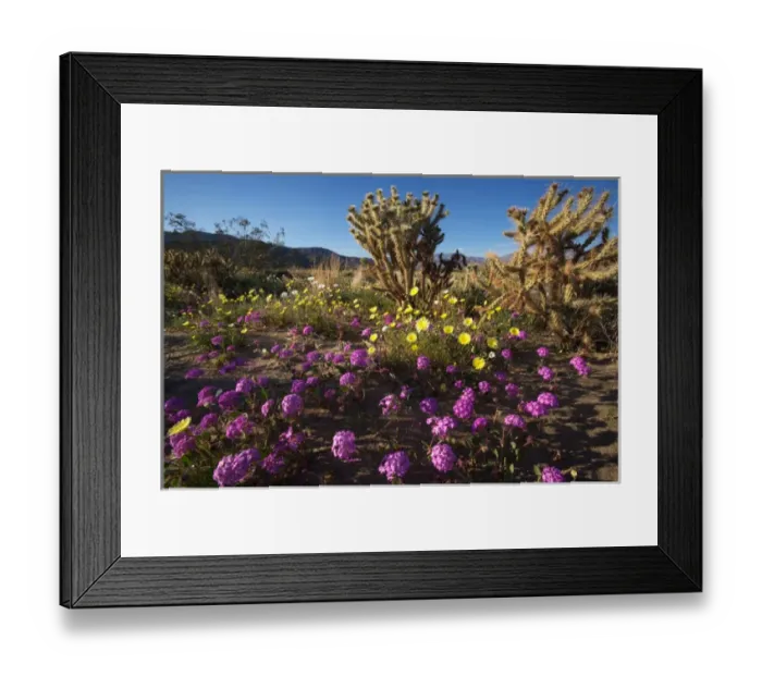 Framed Print : USA; California; San Diego. ADesert Sand Verbena Wildflowers and Cholla in the in