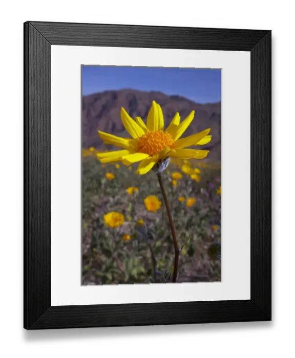 Framed Print : USA; California; San Diego. ADesert Sunflower Wildflowers in Anza Borrego Desert
