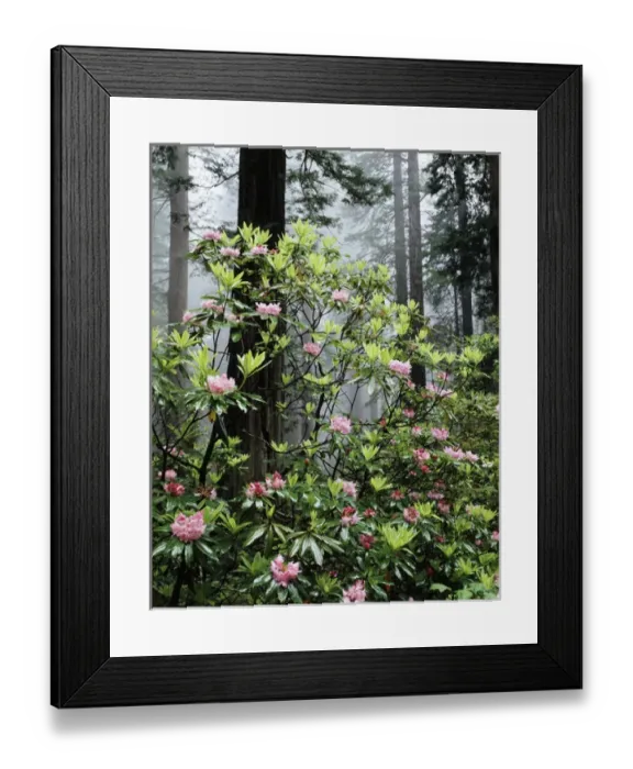 Framed Print : CTF-0896. USA, California, Redwood National Park