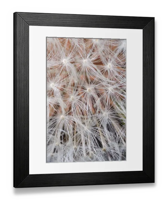 Framed Print : USA; California; San Diego; Close-up of a dandelion Framed Print : USA; California; San Diego; Close-up of a dandelion