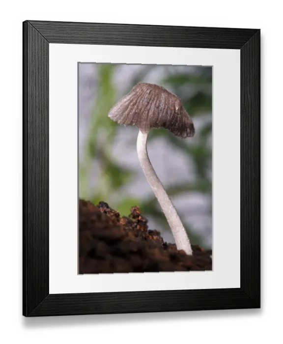 Framed Print : USA; California; San Diego; A Mushroom Framed Print : USA; California; San Diego; A Mushroom
