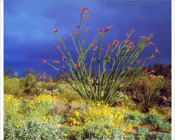 USA; California, Ocotillo and Brittlebush Wildflowers in Anza Borrego Desert State Park