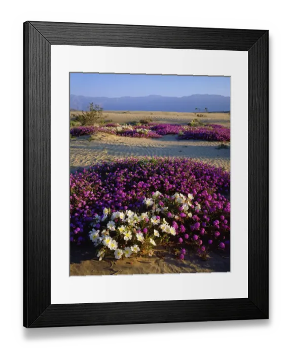 Framed Print : USA; California; San Diego. Sand Verbena and Dune Primrose in Anza Borrego Desert Framed Print : USA; California; San Diego. Sand Verbena and Dune Primrose in Anza Borrego Desert