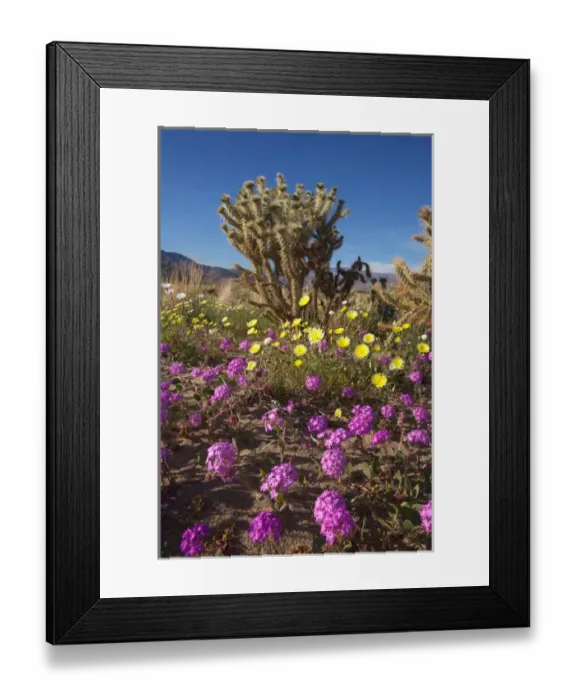 Framed Print : USA; California; San Diego. ASand Verbena Wildflowers and Cholla Cacti in Anza Borrego