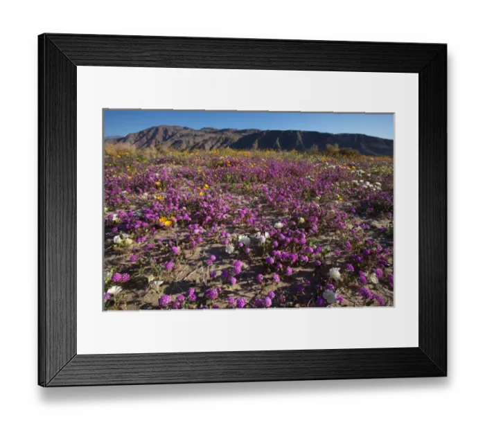 Framed Print : USA; California; San Diego. ASand Verbena Wildflowers in Anza Borrego Desert State Park Framed Print : USA; California; San Diego. ASand Verbena Wildflowers in Anza Borrego Desert State Park