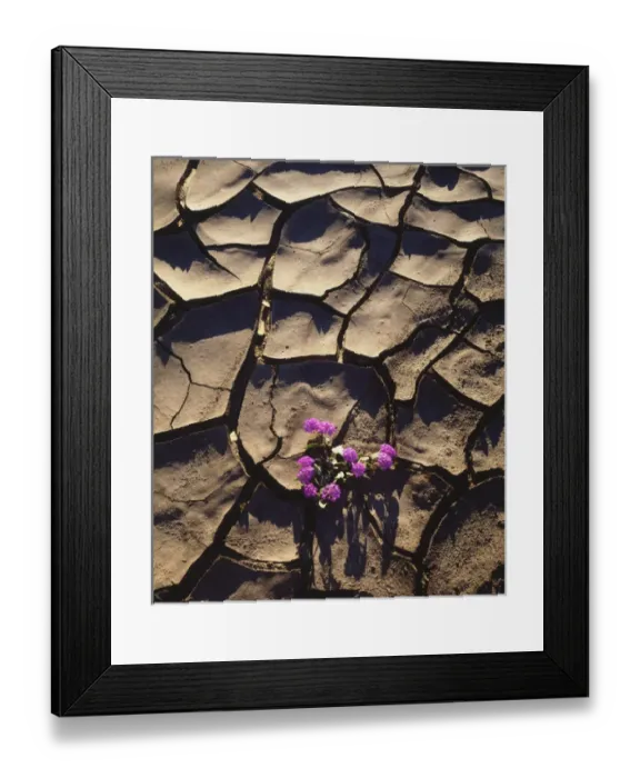 Framed Print : USA; CA, Sand Verbena Wildflowers growing from Cracked Mud in Anza Borrego Desert Framed Print : USA; CA, Sand Verbena Wildflowers growing from Cracked Mud in Anza Borrego Desert
