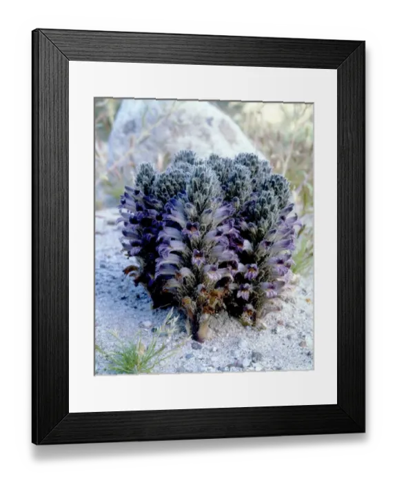 Framed Print : USA; California; San Diego. Spike Broomrape Wildflowers in Anza Borrego Desert State Park