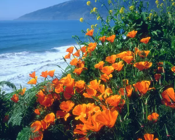 USA; California; California Poppies along the Pacific Coast near Big Sur