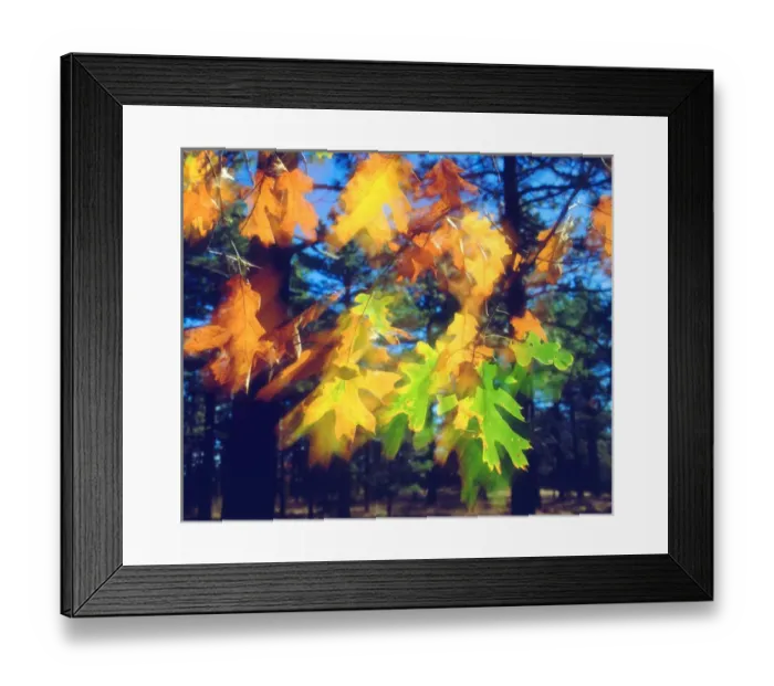 Framed Print : USA, California, Black Oak Leaves blowing in the Wind